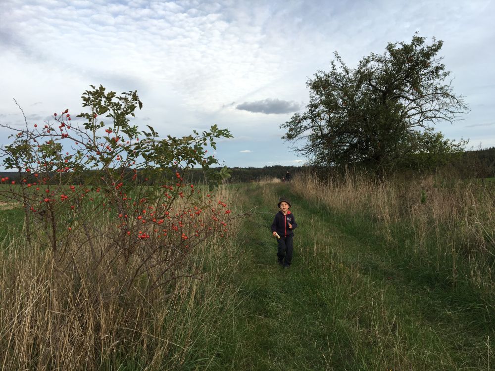 Tati, uděláme šípkový čaj?