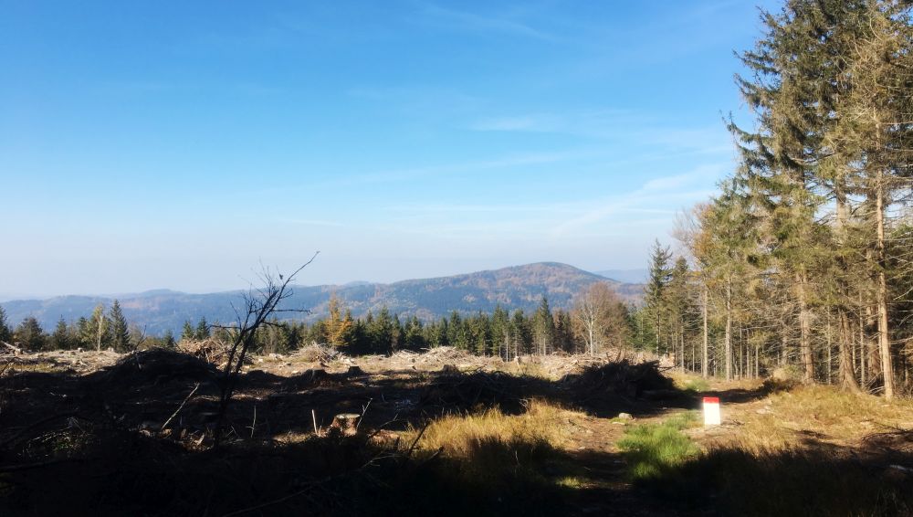 Javorník z Borůvkové hory