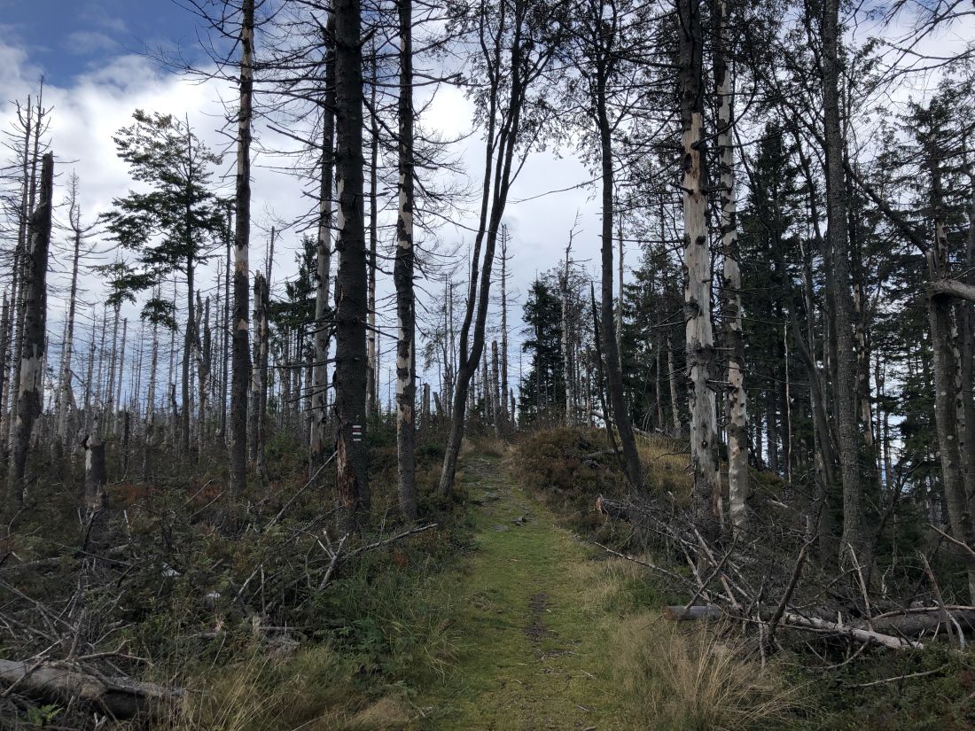 Před pár lety tady bylo zeleno