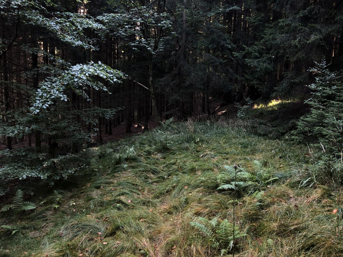 Místo, kde kdysi stála stará hájovna