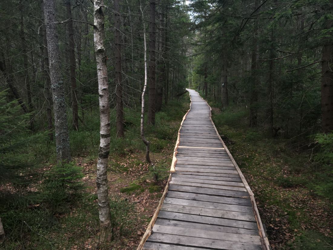 Takhle se chodí po rašelině