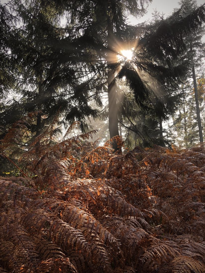 Mlha se pomalu rozpouští