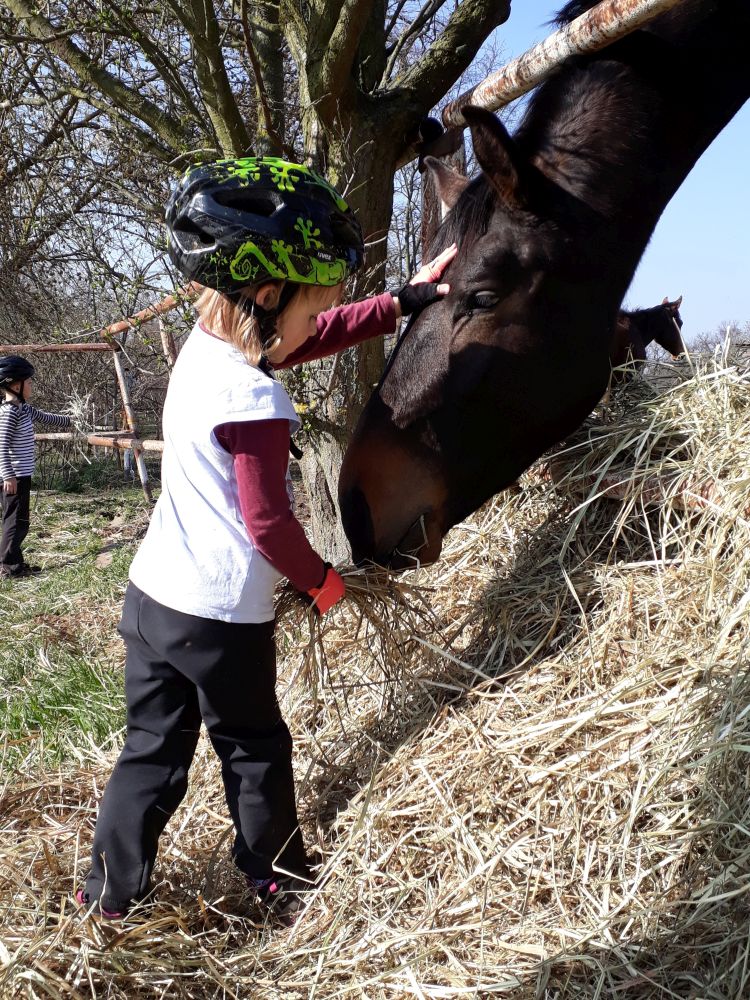 Koníci ve statku Nový dvůr