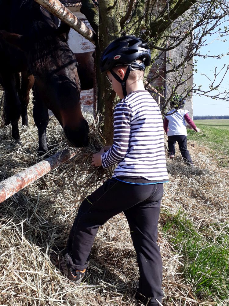 Koníci ve statku Nový dvůr