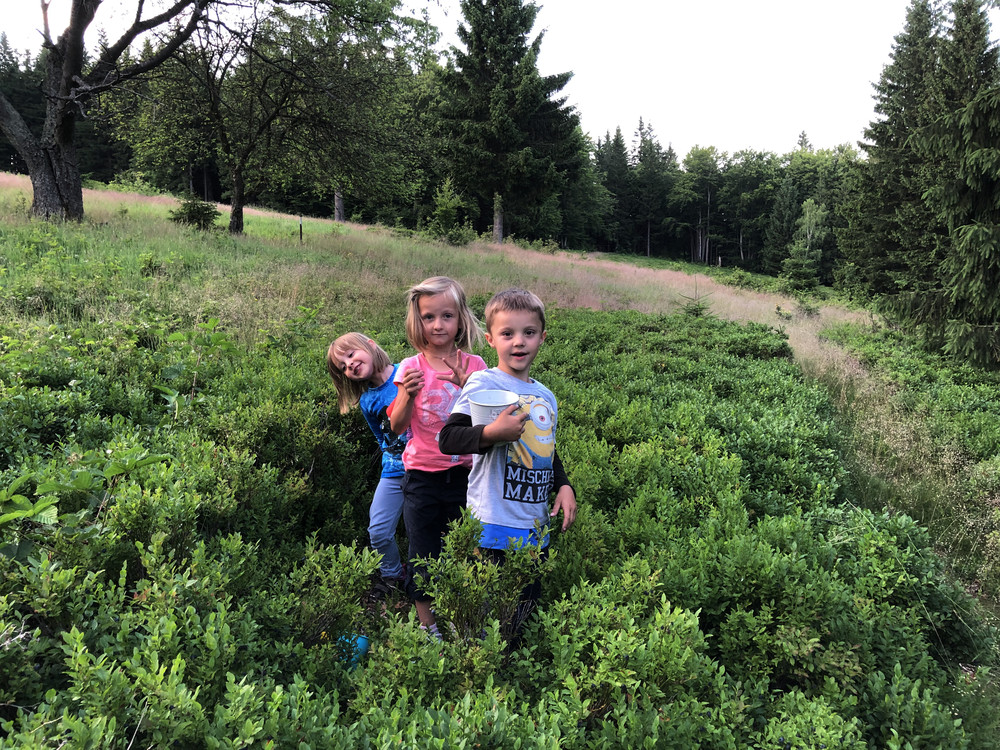 Borůvkové plantáže