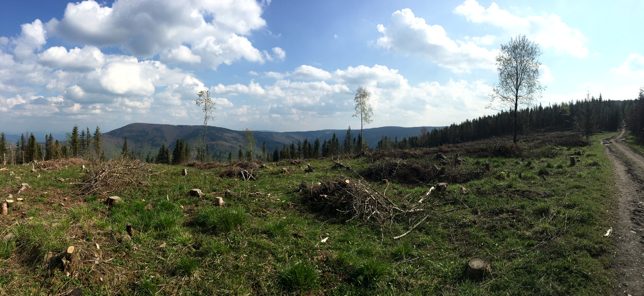 Díky kůrovci se otevírají nové výhledy na Ostrý