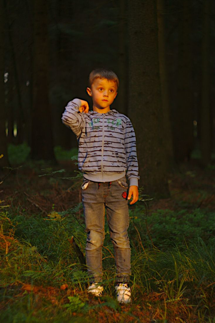 Poslední paprsky v lese