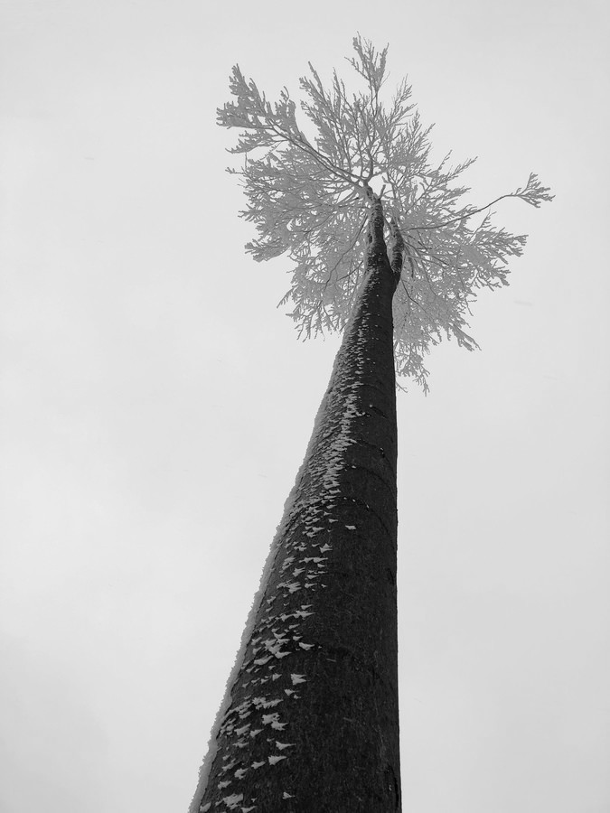 Samotář, který přežil kácení