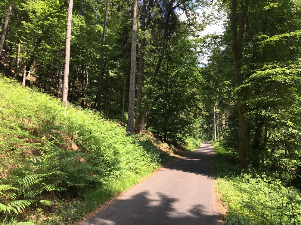 Dlouhá lesní cyklostezka. Pět hvězdiček. Tohle u nás nemáme.