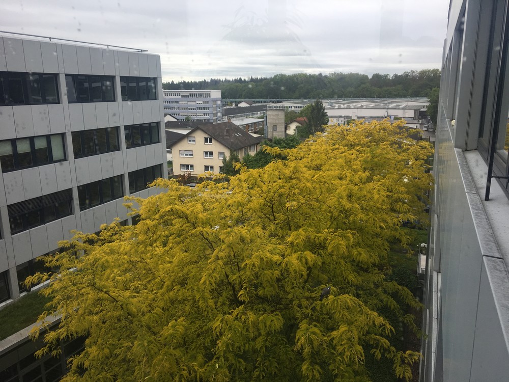 SAPí městečko, ty lesy vzadu jsou fajn