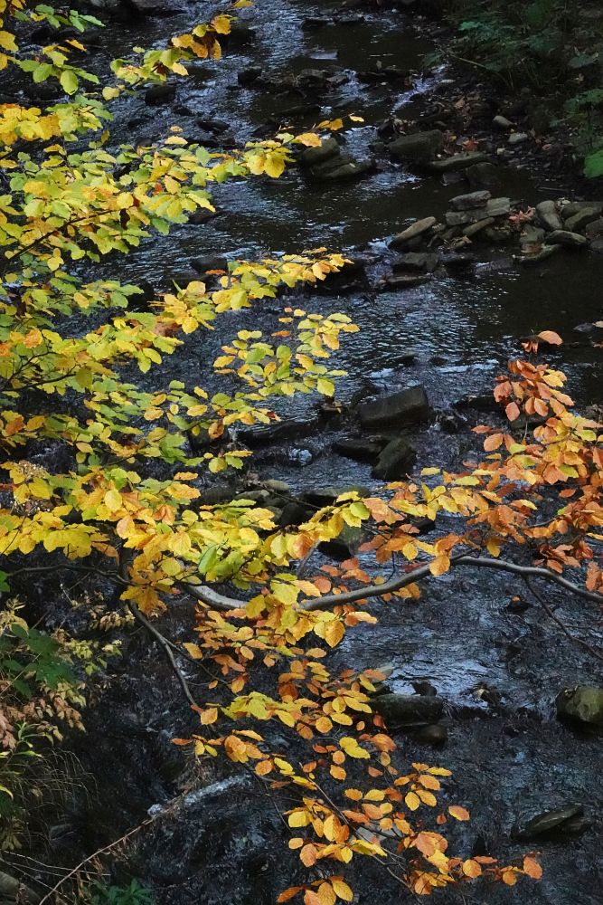 Podzim v údolí Hluchové