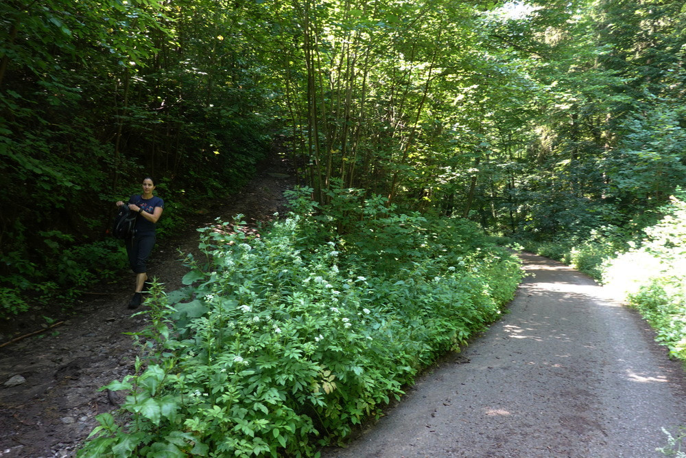 Tady se zelená napojuje do Pustého žlebu