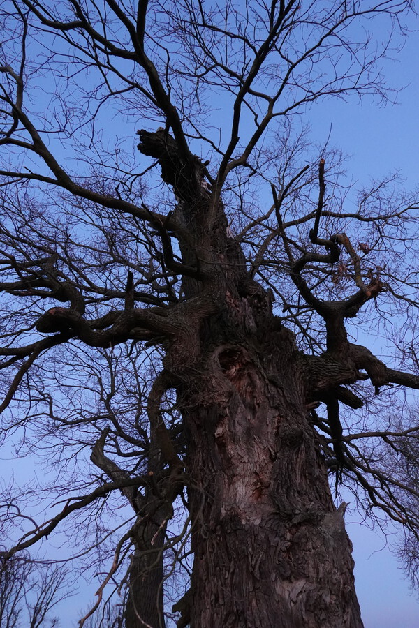 Všude jsou staré stromy