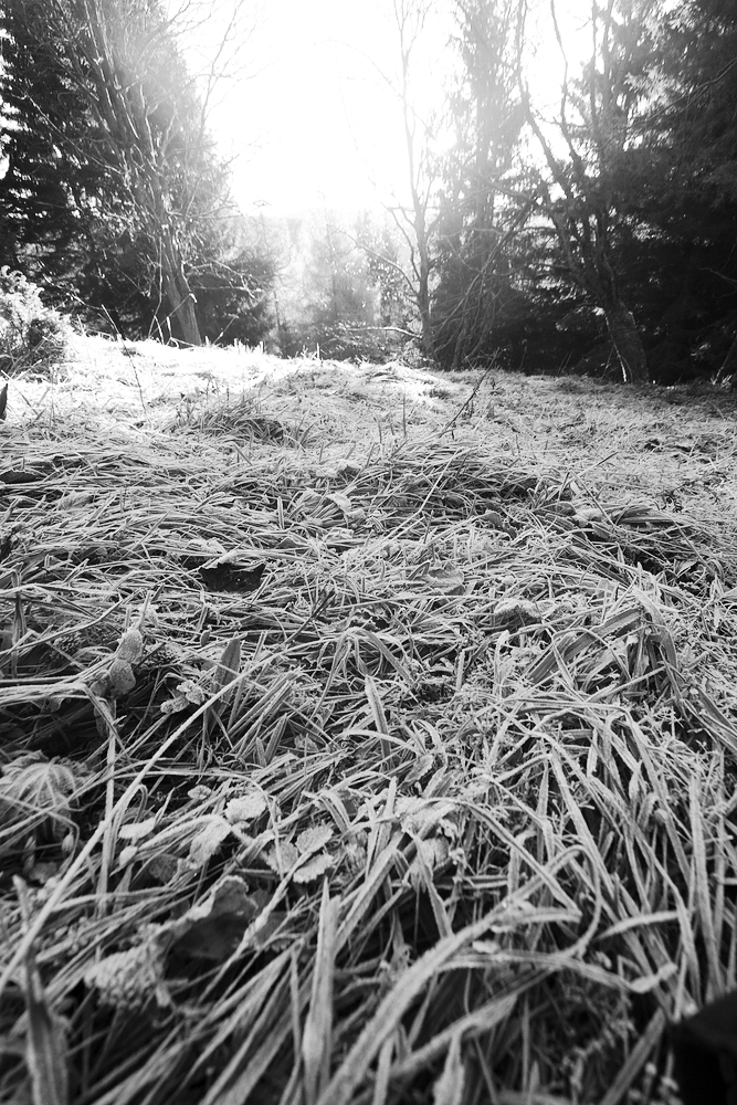 V noci byla pořádná zima, ráno bylo bílo