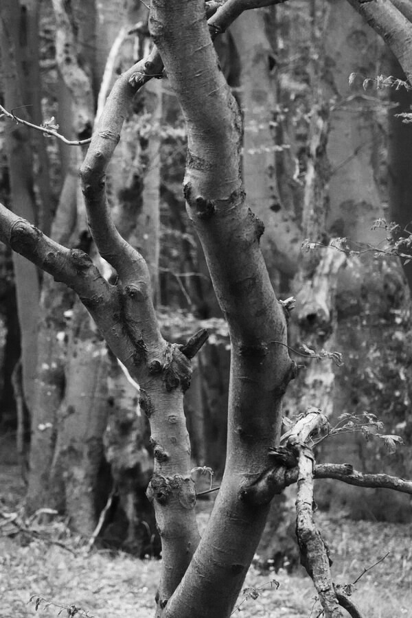 Tvary v bukových lesích mám rád