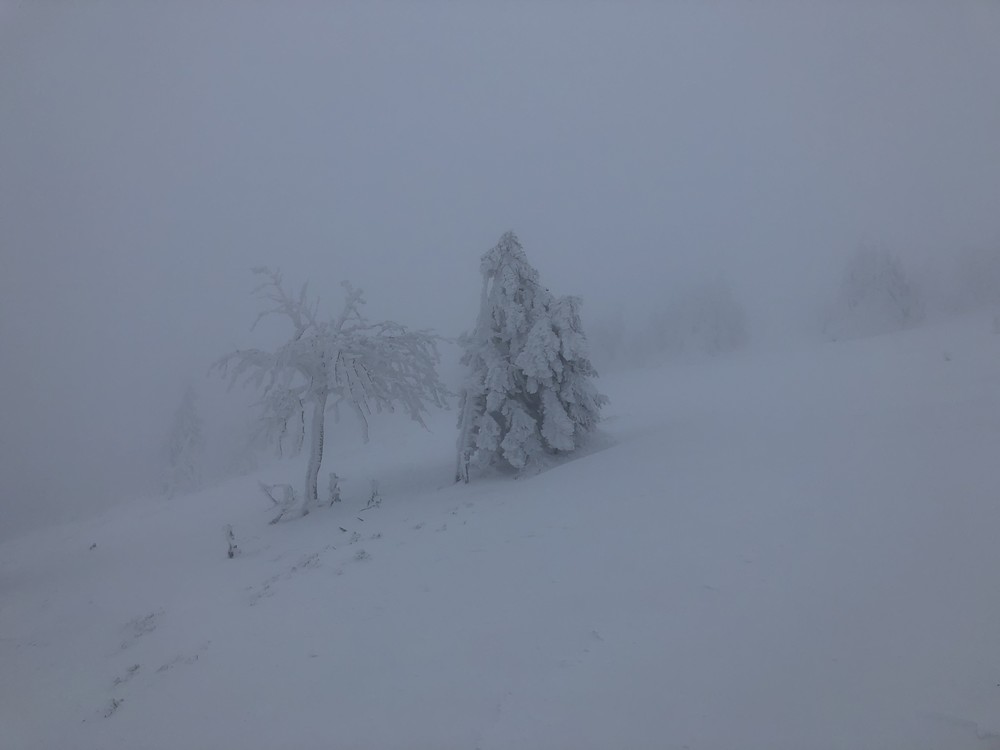 Dva stromky na Máji