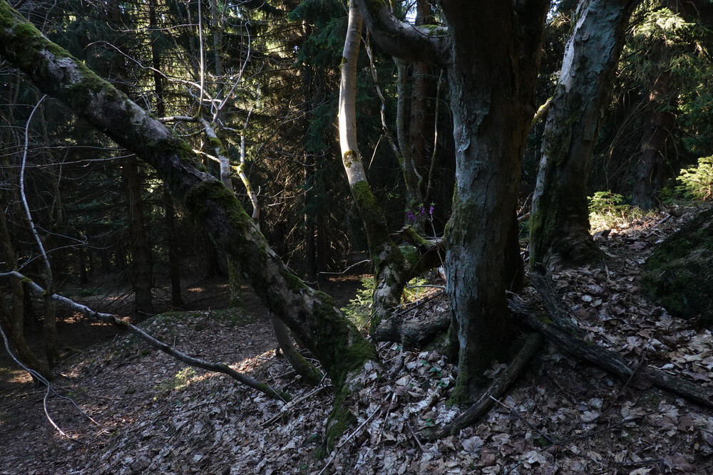 V lese nad chatou, památka na doby minulé