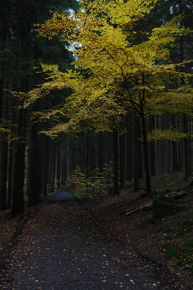 Cestou na Zkamenělý zámek