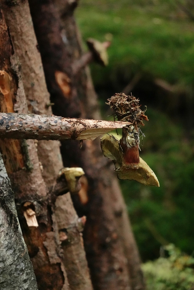 A název je: "Dům u tří hub"