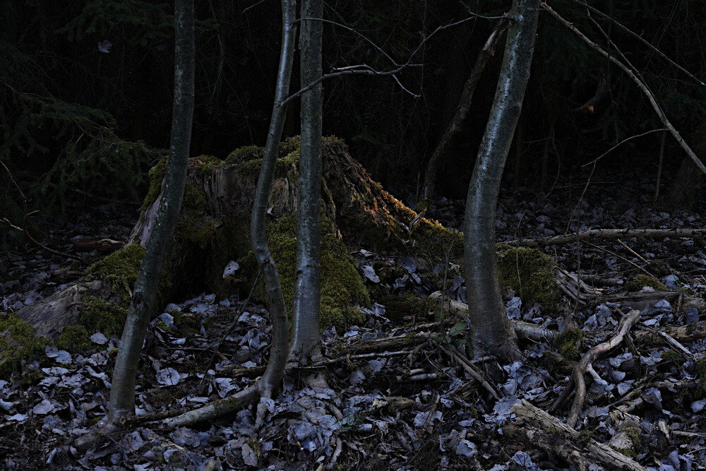 V lese před setměním