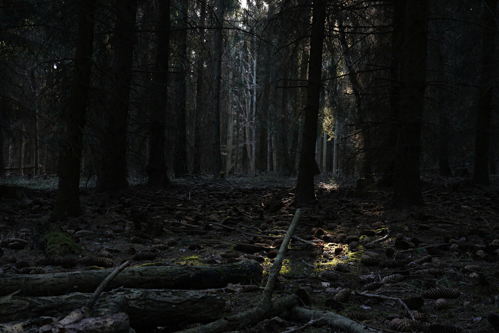 V lese před setměním