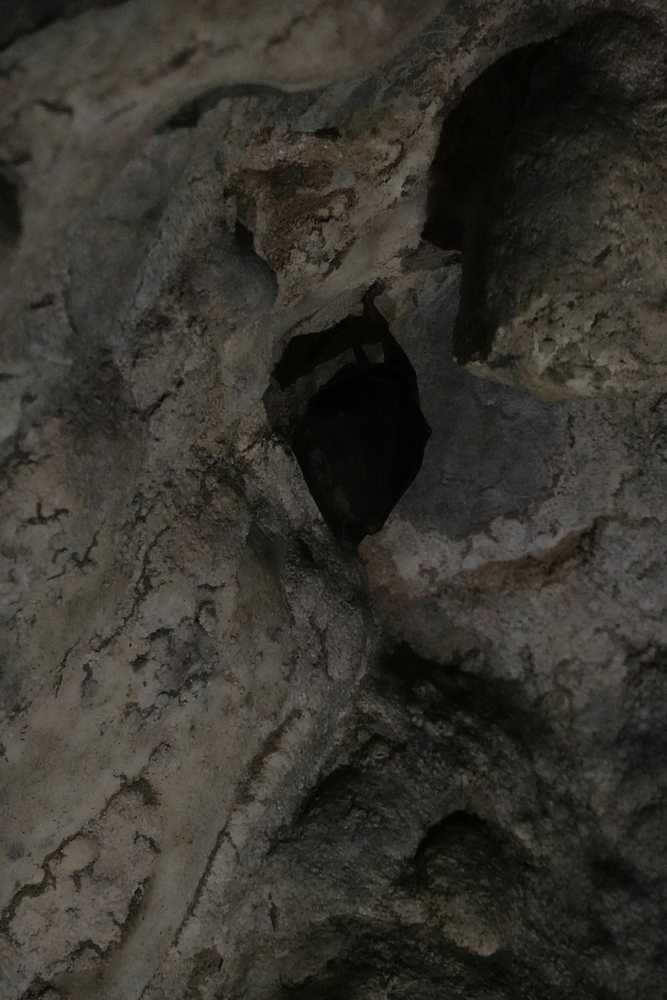 Našel se i netopýr