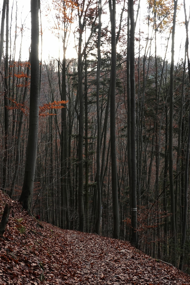 Stoupáme po žluté