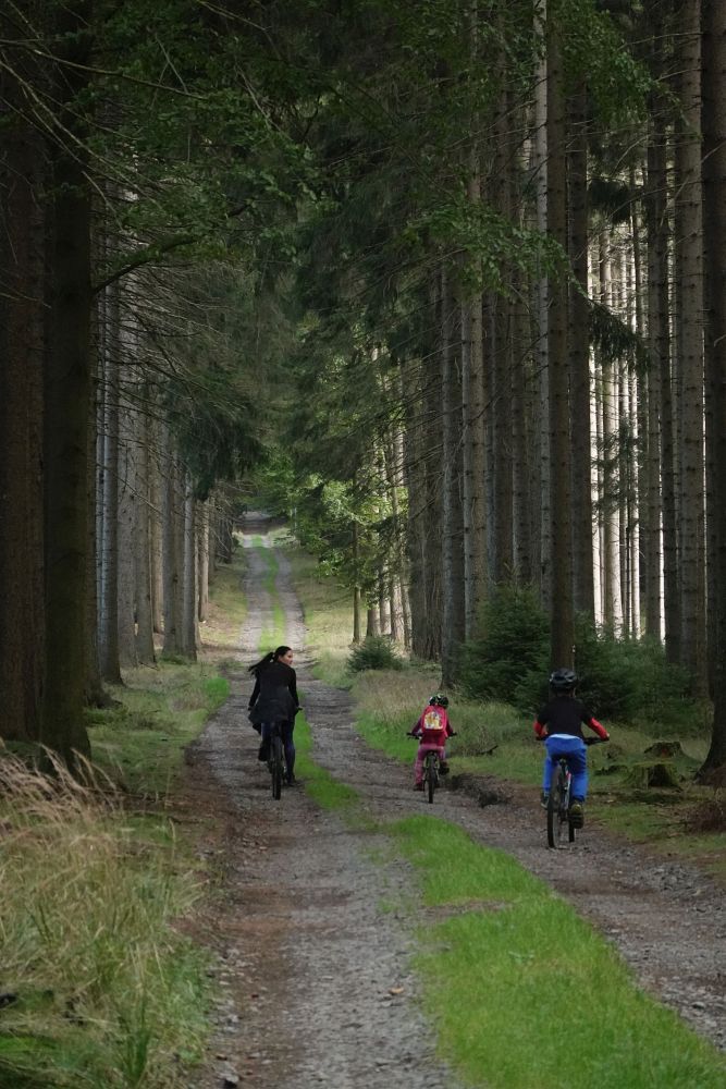 V lesích mezi Čachnovem a Karlštejnem