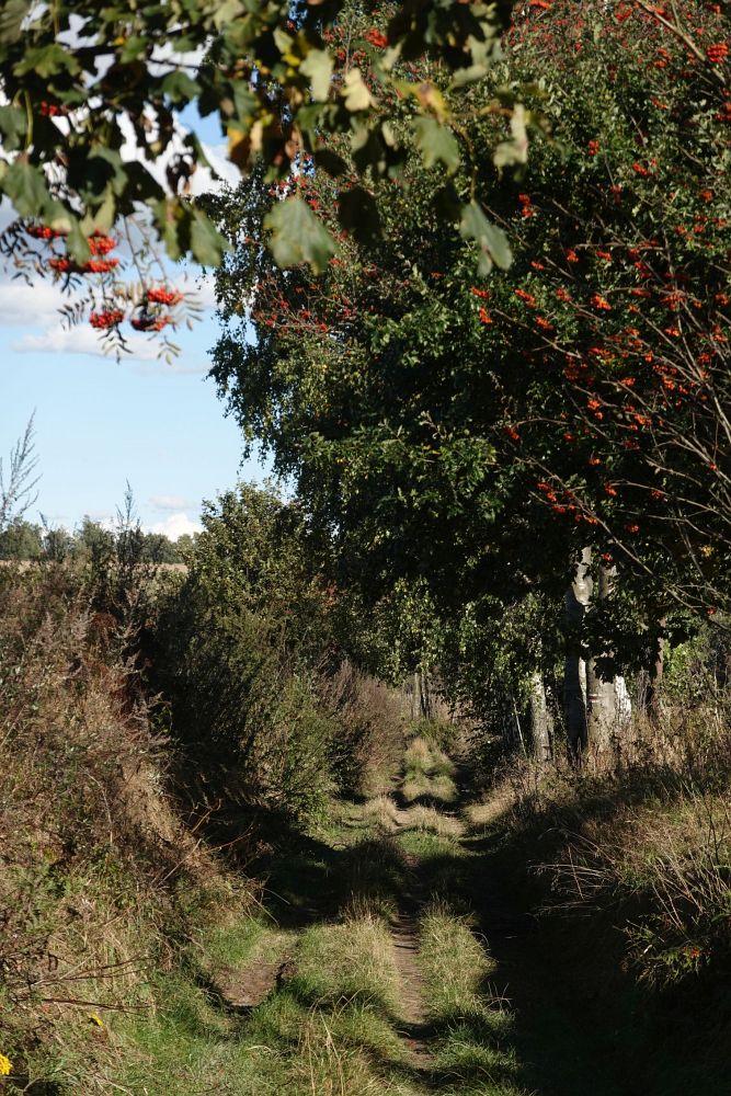 Sjezd k nádrži z lesa vedl krásnou starou cestou