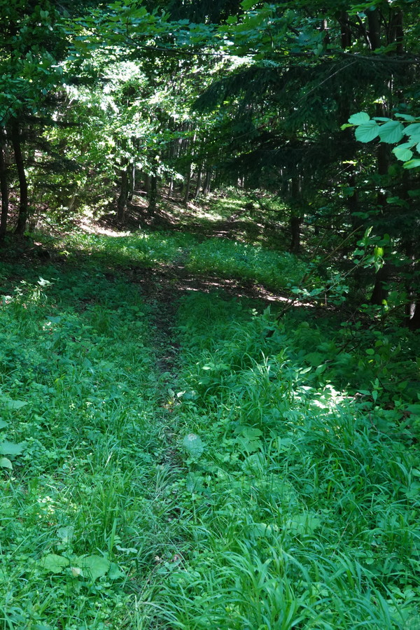 Po chvilce se pěšinka ztratila