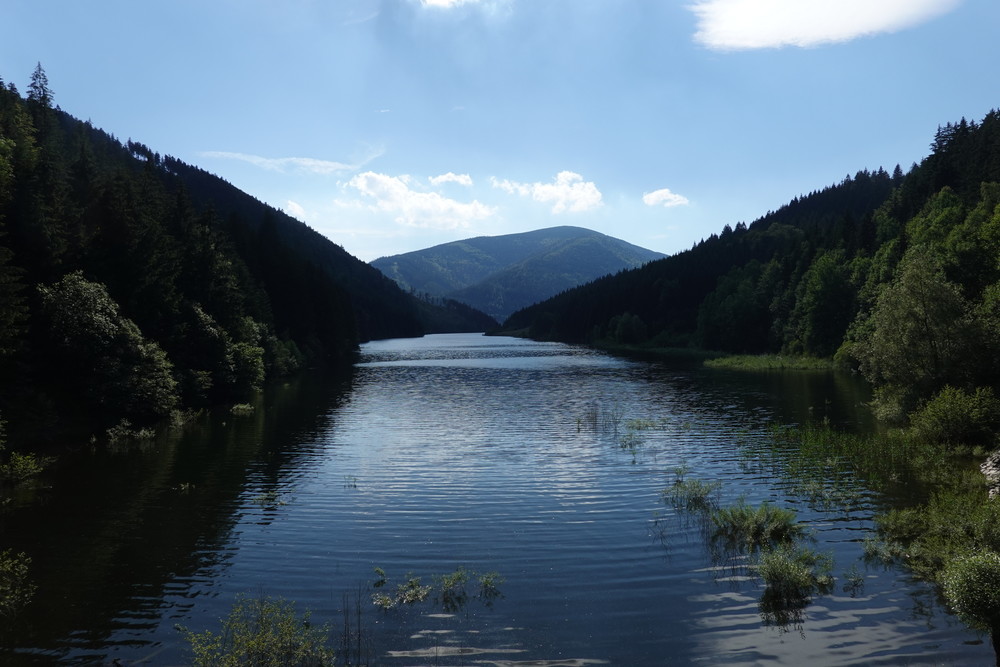 Smrk za přehradou Šance