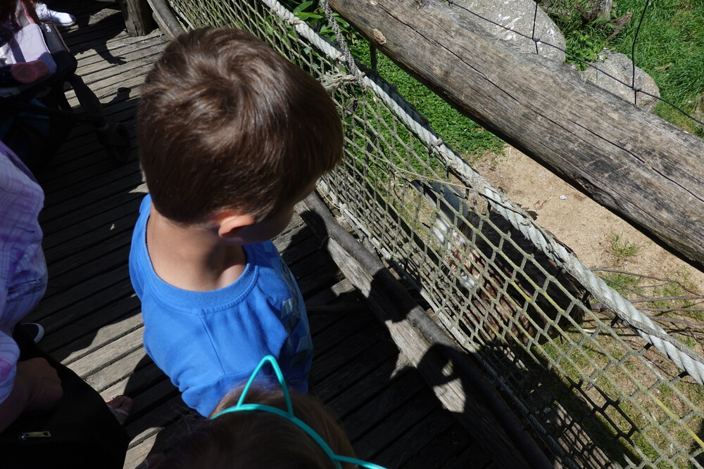 Sup těsně za plotem