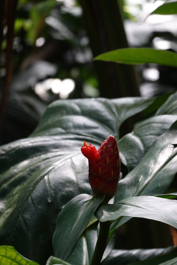 Červená barva v zeleném pralese