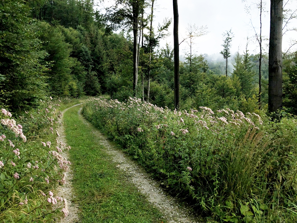 Pod Velkým Stožkem