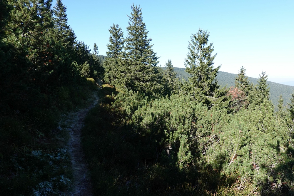 Vegetační chodník ve svazích Praděda