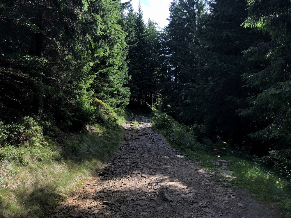 Takhle nenápadně odbočuje lovecký chodník