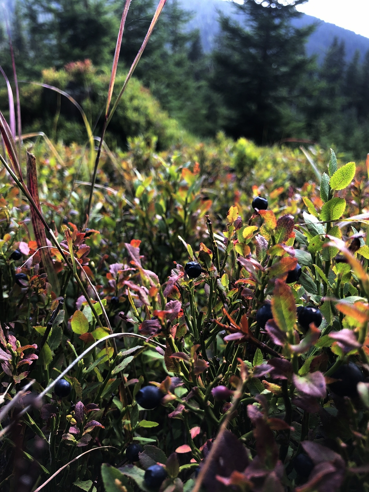 Borůvky jíme celý den