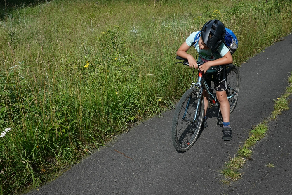 Slepýš, jeden z mnoha