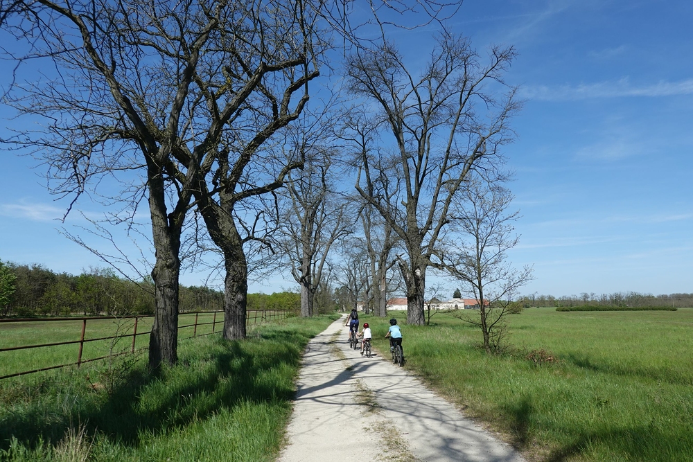 Příjezd alejí na Nový dvůr