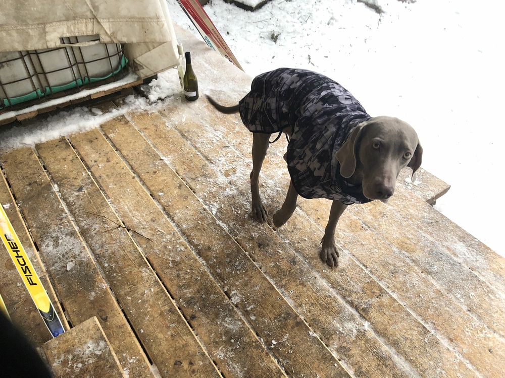 Laďa ho uhnal, nemůže chodit