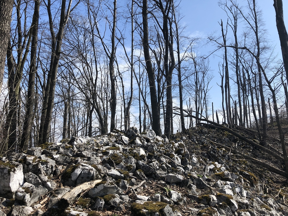 Po suťovisku, na kterém se pásla srnka