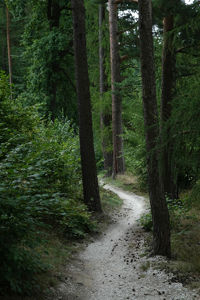 Trail Lesů ČR