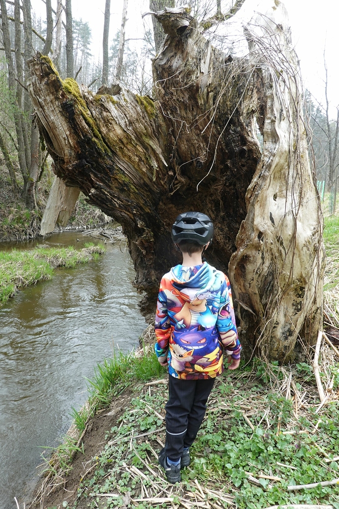 Obrovský vykotlaný strom