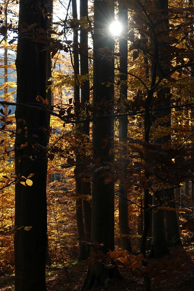 Já vidím jen zlaté listí