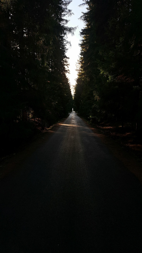 Nekonečná lesní rovinka na Vortovou