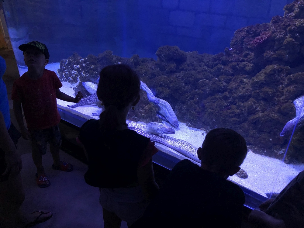 Akvária v Pule - murény