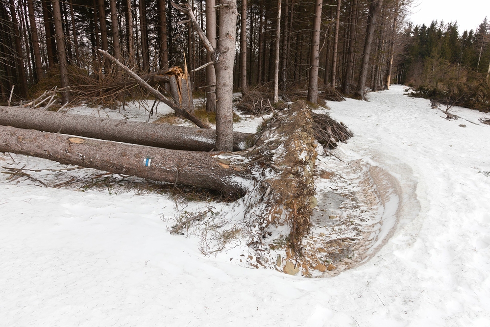 Hřebenovka po vichřici