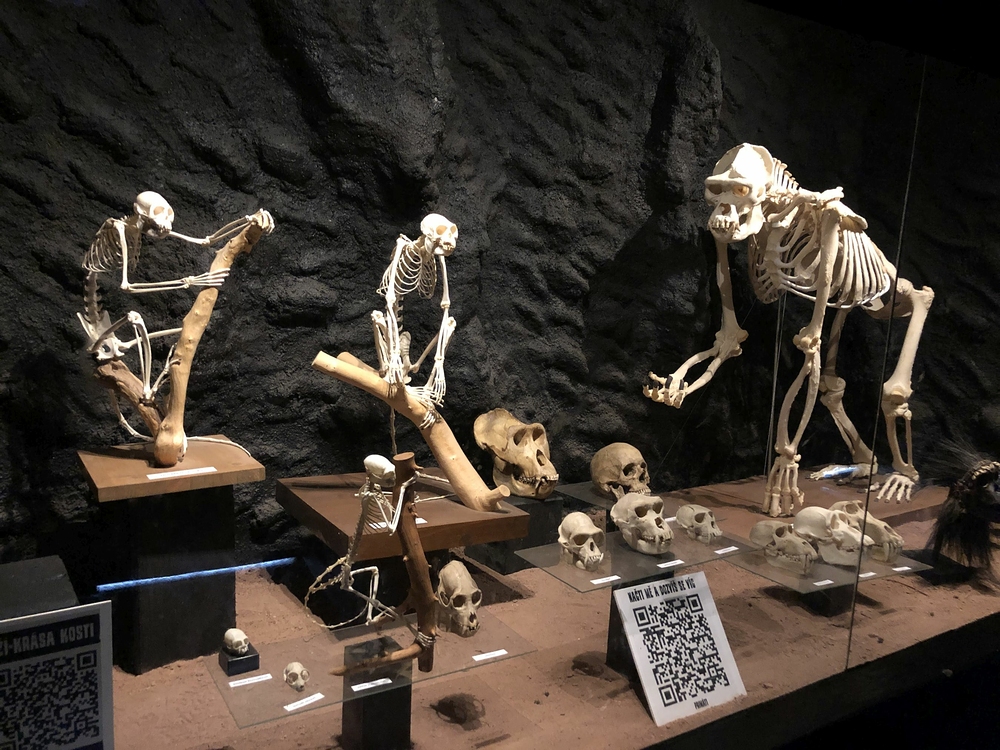 Safari Dvůr Králové