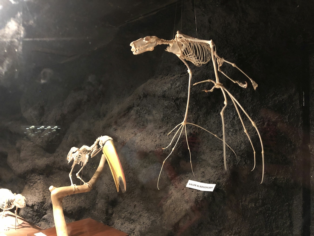 Safari Dvůr Králové