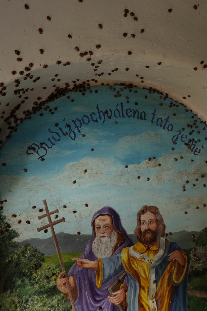 Stovky berušek v kapli